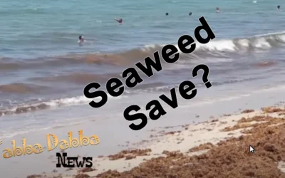 Sinking a Problem to Save the Planet: The Genius of Seaweed Carbon Capture